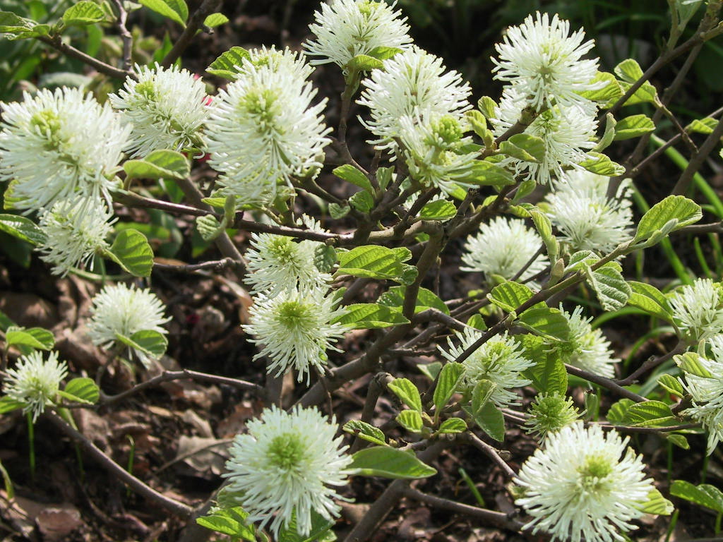 Fothergilla gardenii - Blueten.jpg